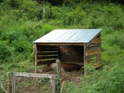 Updates from Biggers' Farm: Piglets, Calves, Fishing, Etc. Image